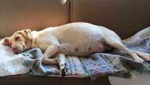 Kolik těhotenství může trvat a malé rockové psy?